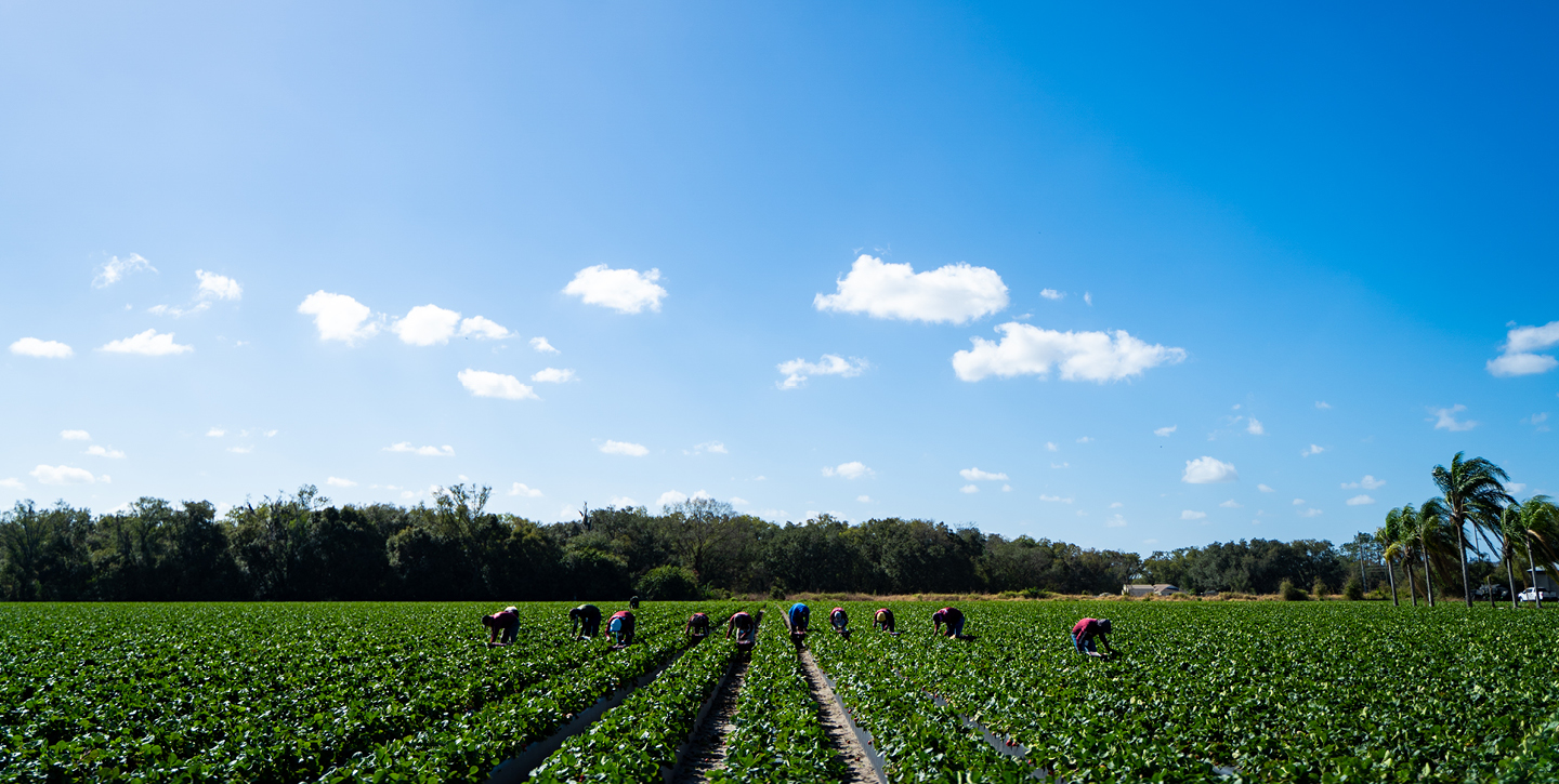 Workers picking fruit in a strawberry field.